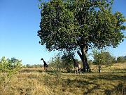 BOTSWANA Roberto e Lidia - 028